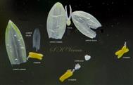  Parts of florets